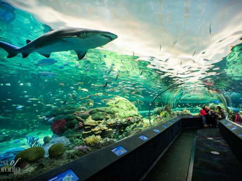 Ripley's Aquarium of Canada