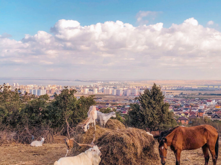 Конные прогулки Лошадки в Анапе