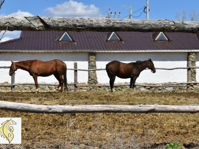 Конно-оздоровительный клуб Golden Horse