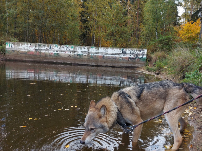 Дом волка