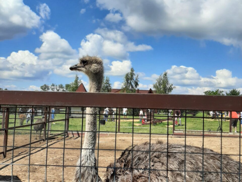 Парк птиц Воробьи, эму