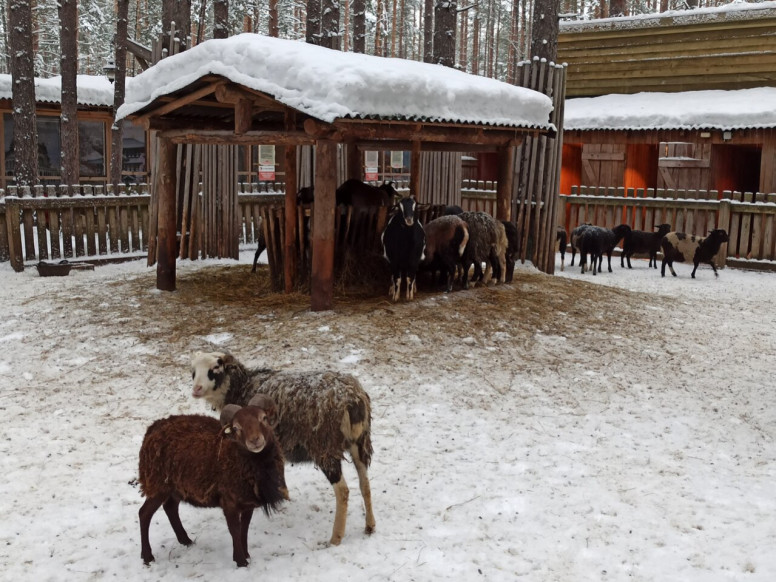 Зоопарк на Лампушке