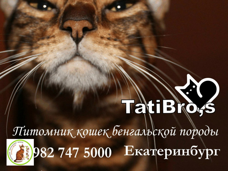 TatiBro's