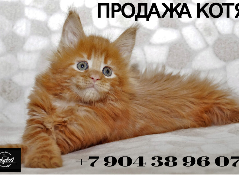 Питомник котят мейн кун LuckyBoS