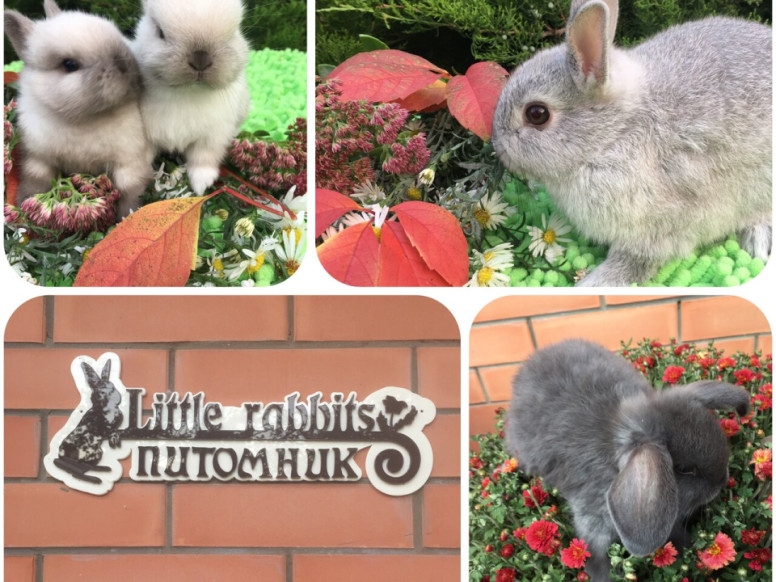 Little Rabbits