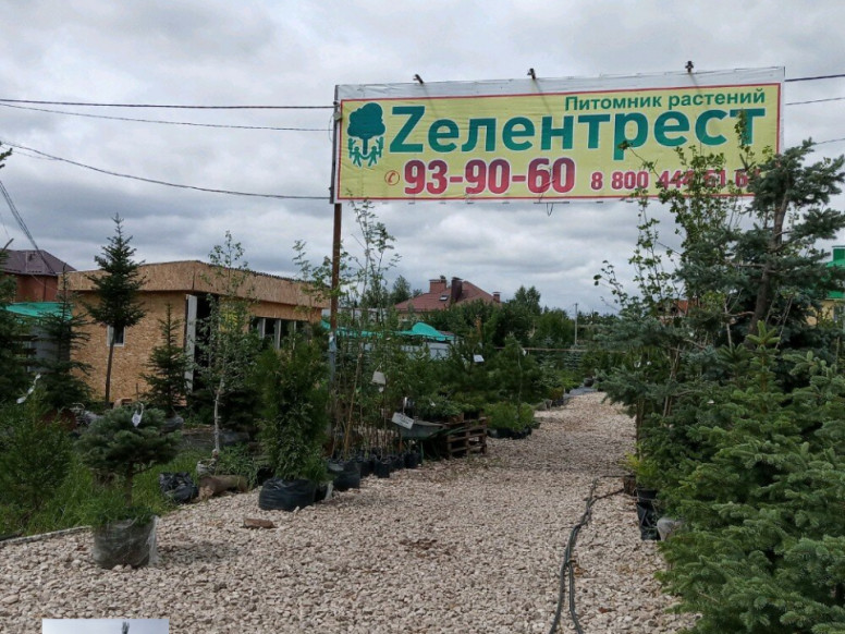 Зелентрест