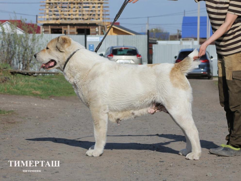 Питомник среднеазиатской овчарки Тимерташ