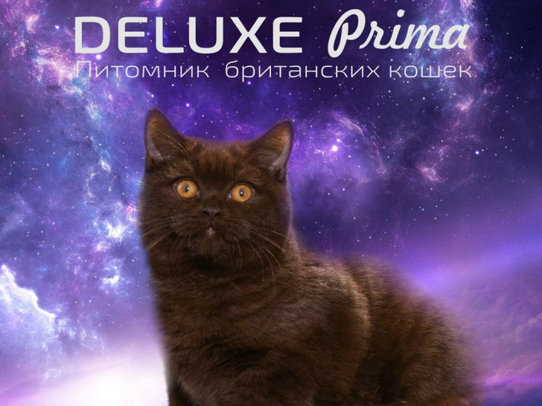 Deluxe Prima