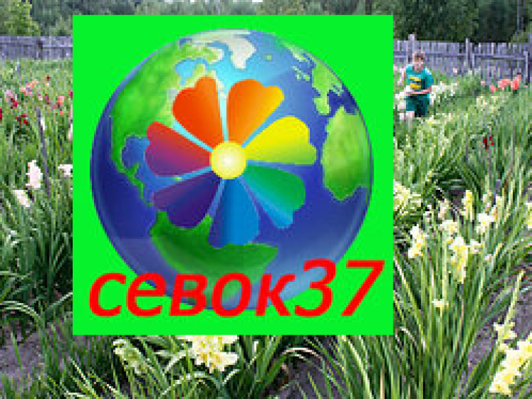 Севок37