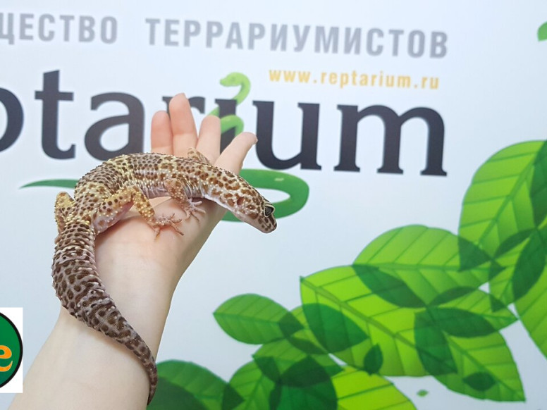 Reptarium