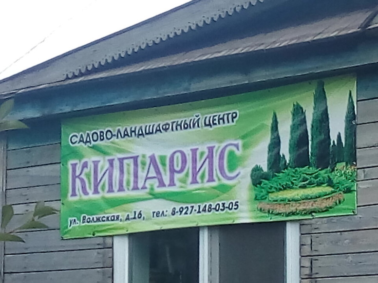 Кипарис