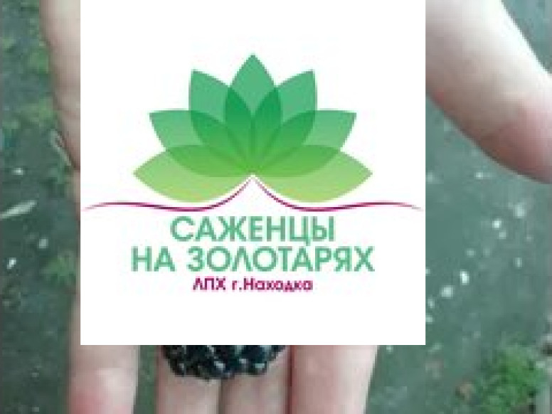 Саженцы на Золотарях