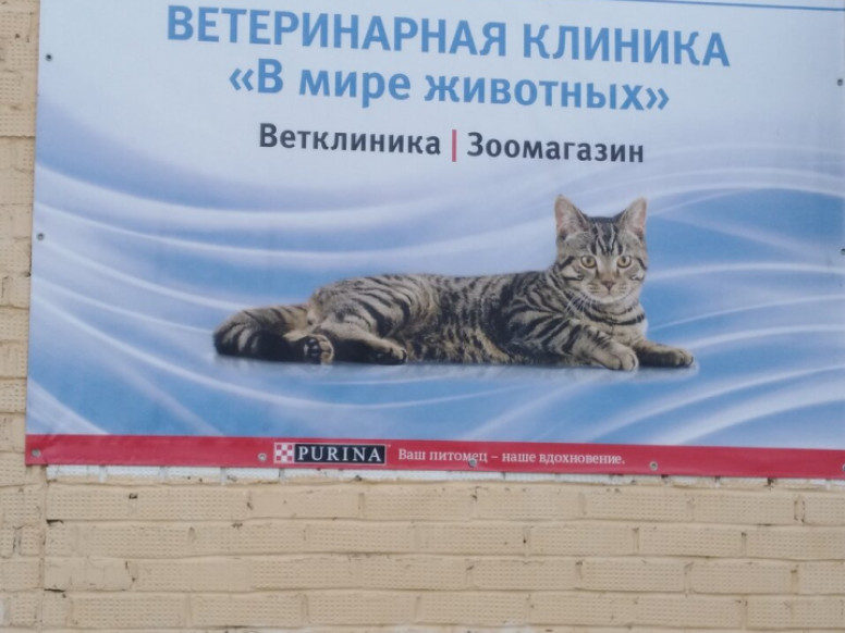 В мире животных