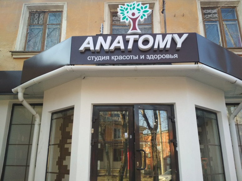 Anatomy