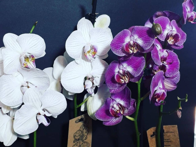 Luxury Flowers